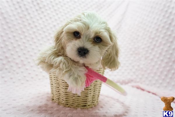 lvpuppyheaven Picture 3